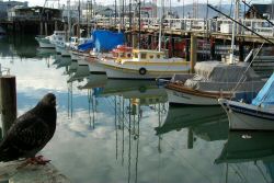 Fishing Boats.