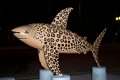 Leopard Shark.